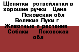 Щенятки- ротвейлятки в хорошие ручки › Цена ­ 7 000 - Псковская обл., Великие Луки г. Животные и растения » Собаки   . Псковская обл.